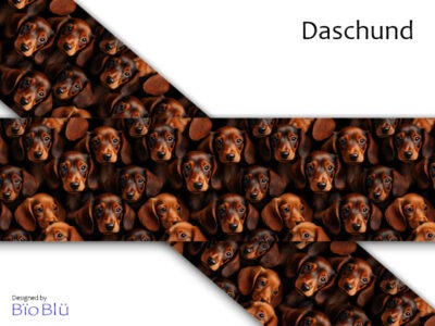 Daschund #134